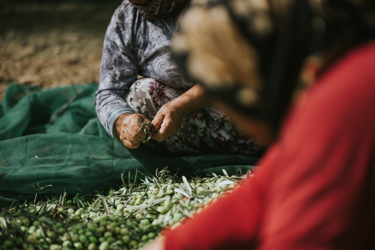 Zeytinyağı ve Diyet: Kilo Vermeye Yardımcı Olur mu?